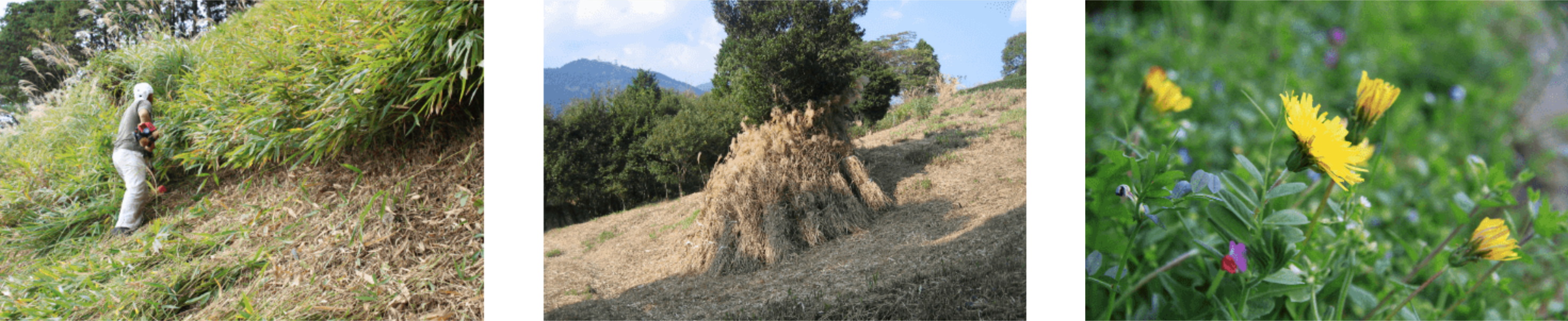茶草場(ちゃぐさば)とは?