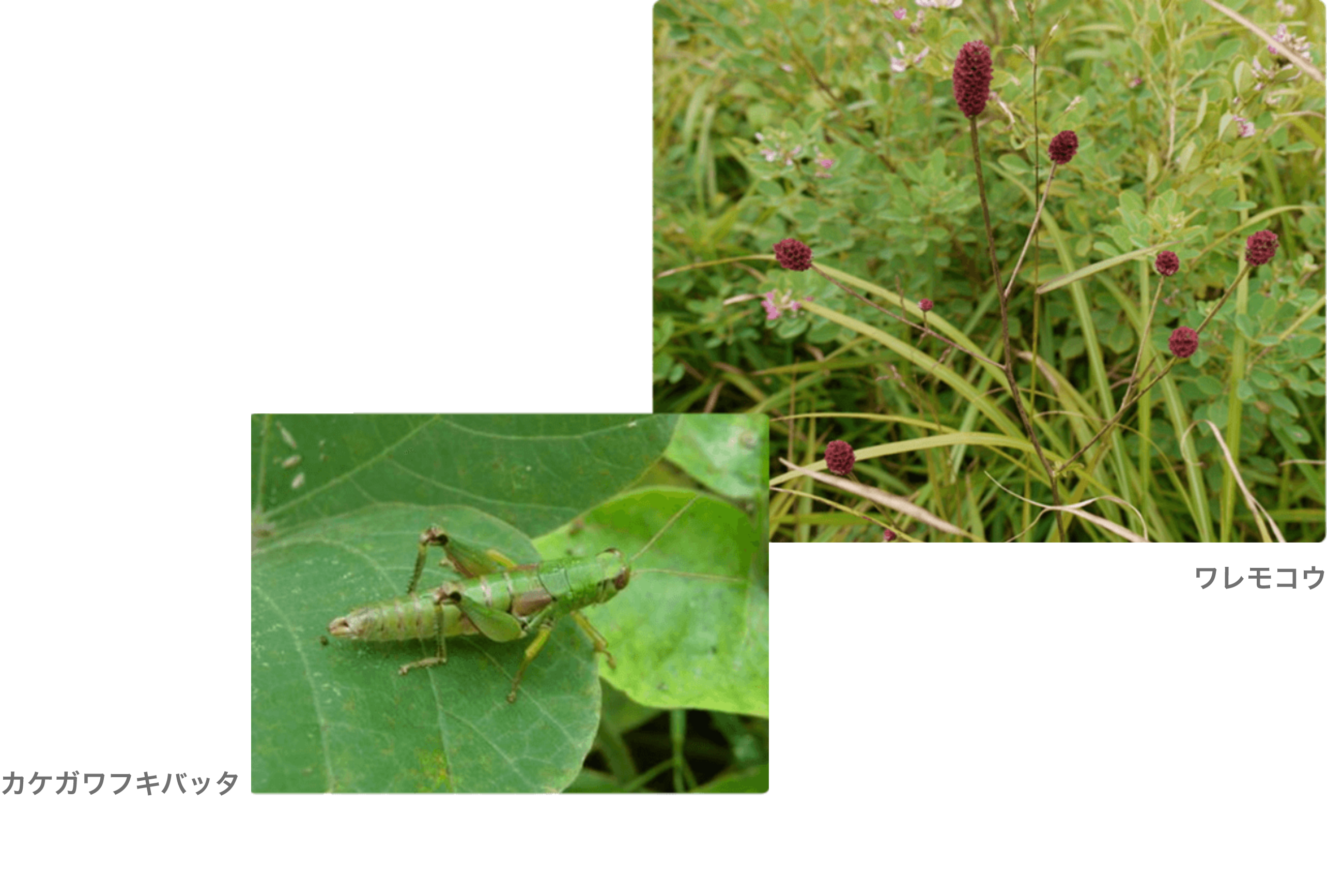 茶草場に息づく生物多様性。