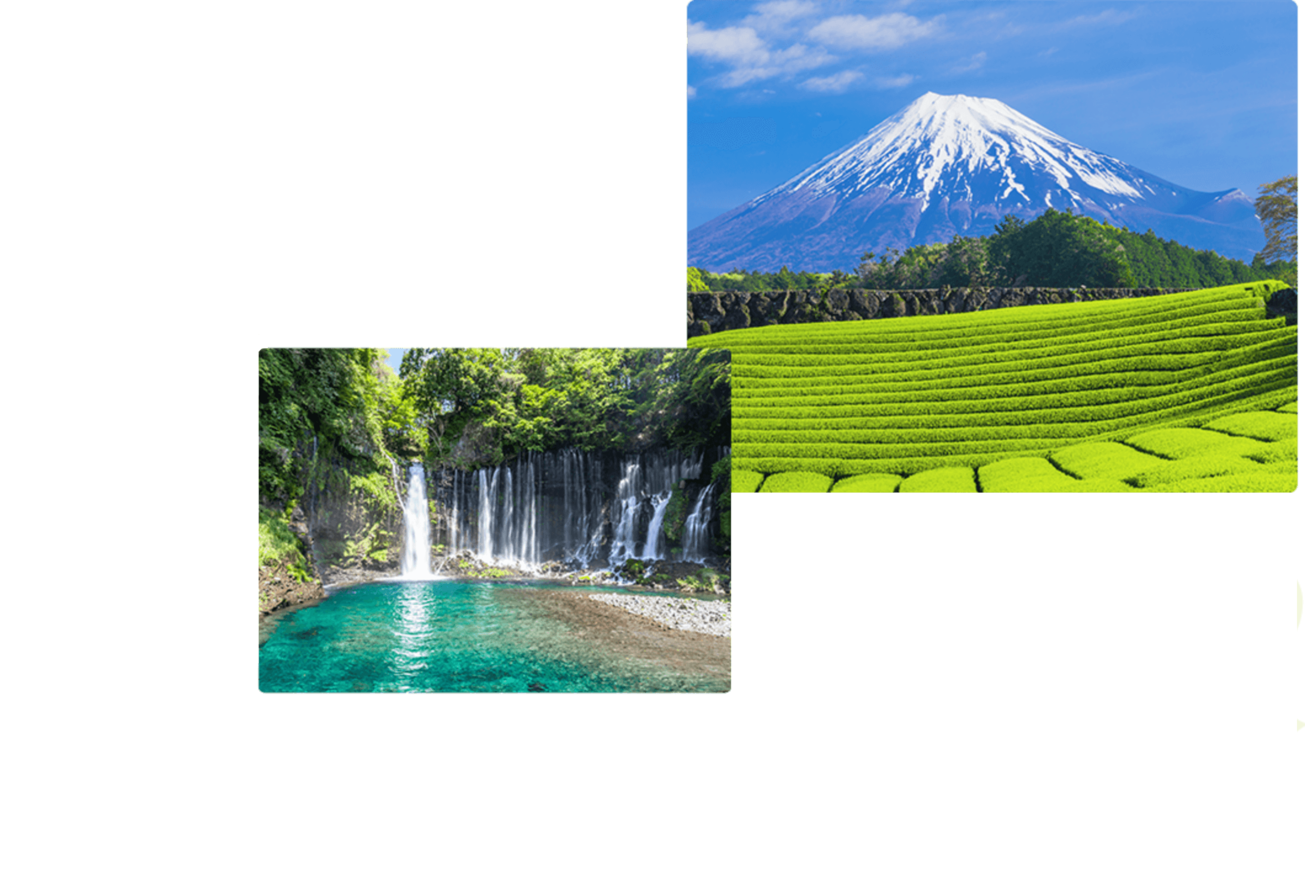 自然豊かな静岡県とお茶づくり1